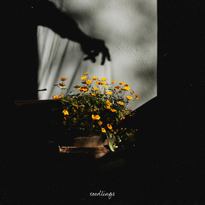 许安妮醉酒免费版
